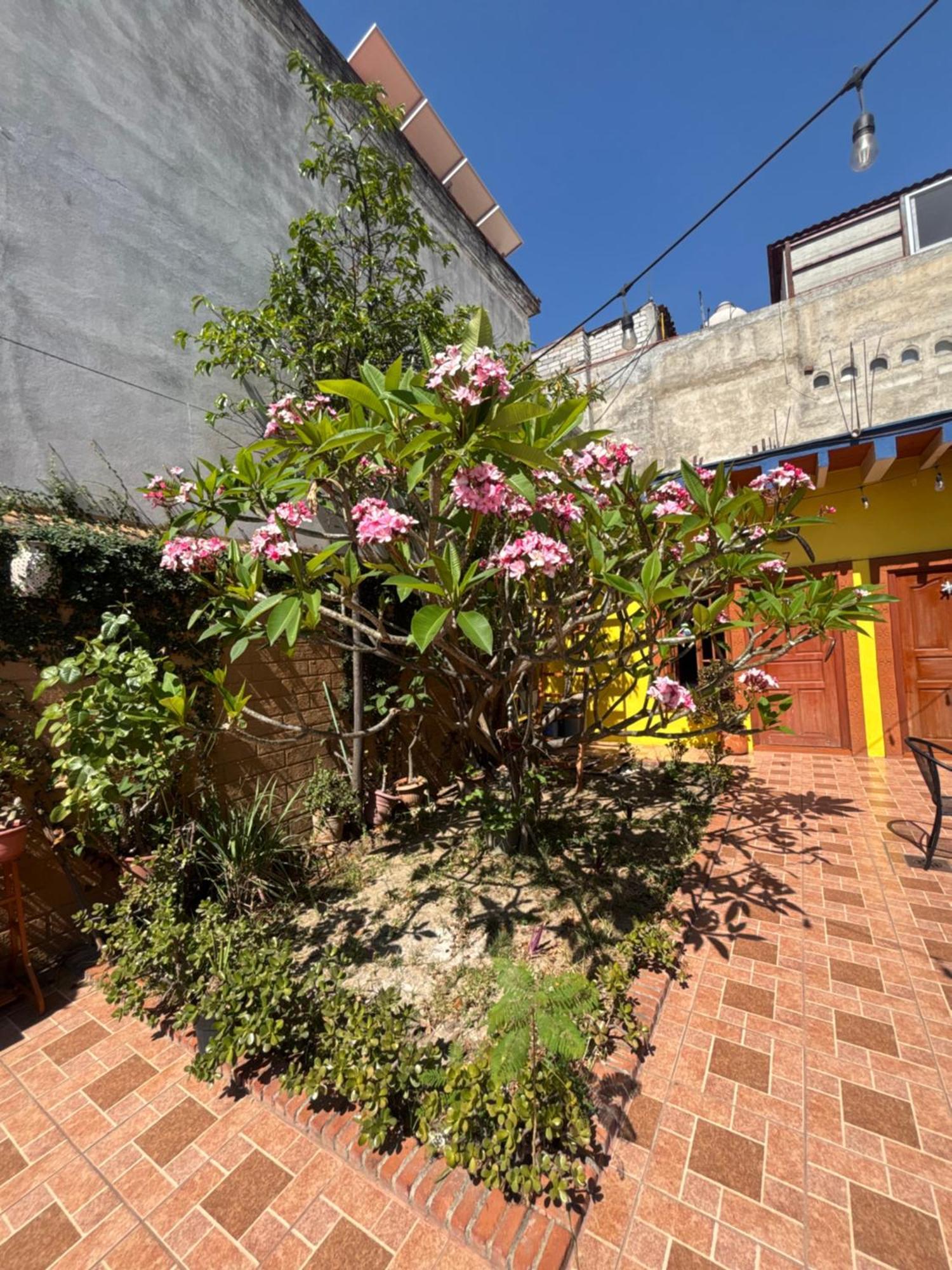 Hotel Posada "Mi Rosita" Oaxaca المظهر الخارجي الصورة